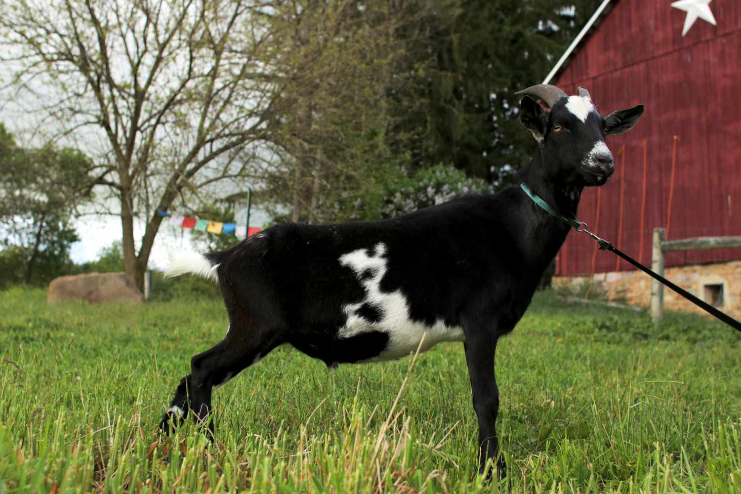 The fitting approach to Improve Goats on Your Small Farm