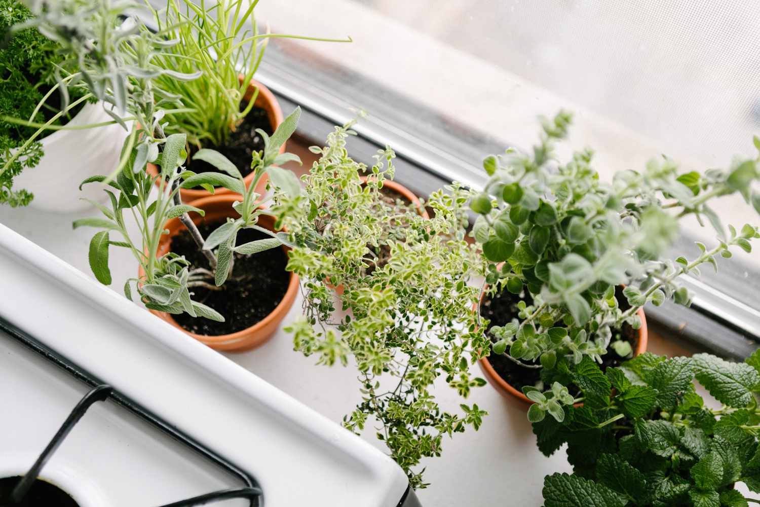 10 Most interesting Herbs to Develop Indoors