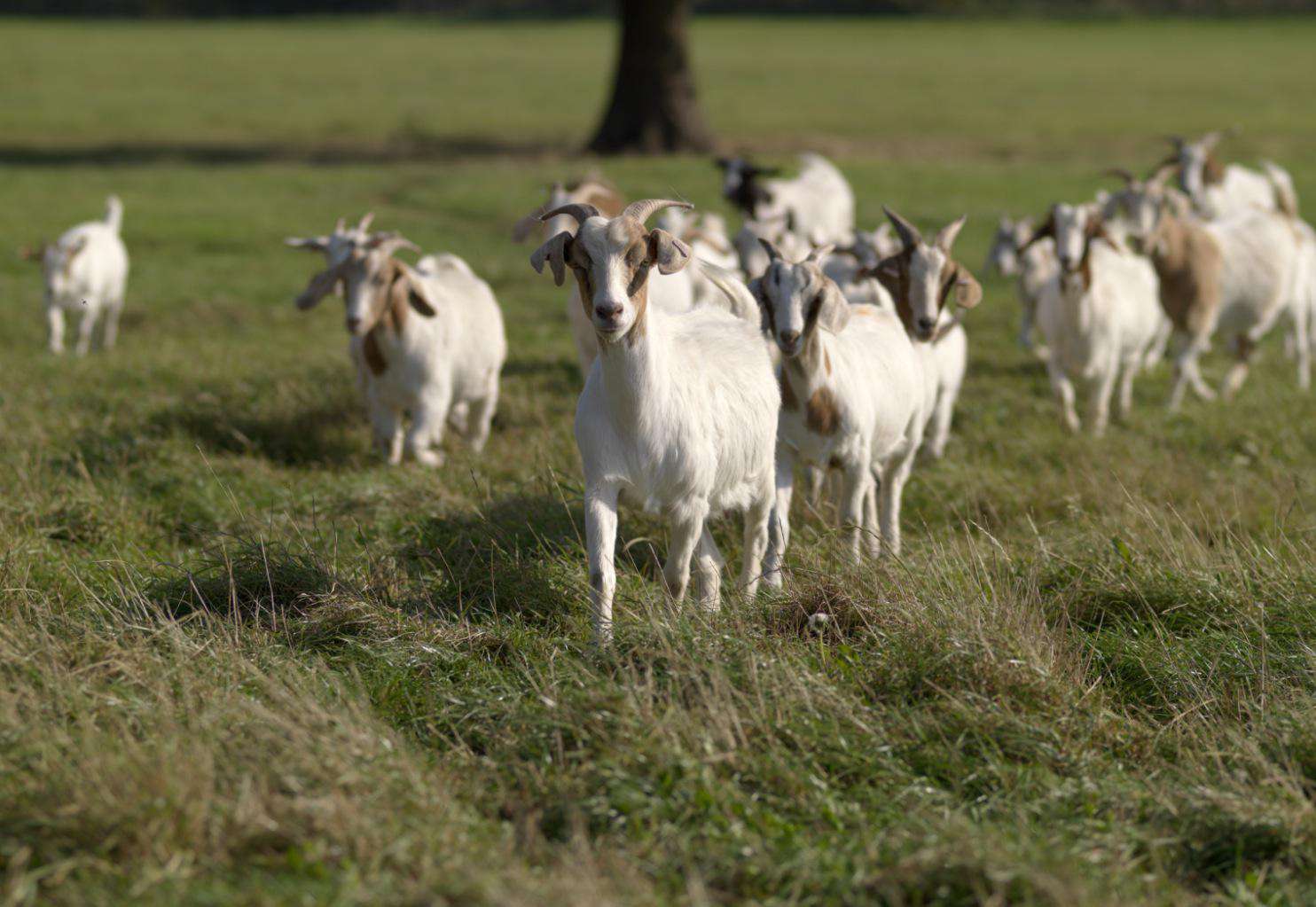 The way in which to Residence and Fence Goats