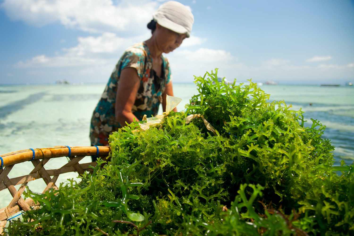 The Seaweed Meals Revolution Would possibly Begin with a Title Change