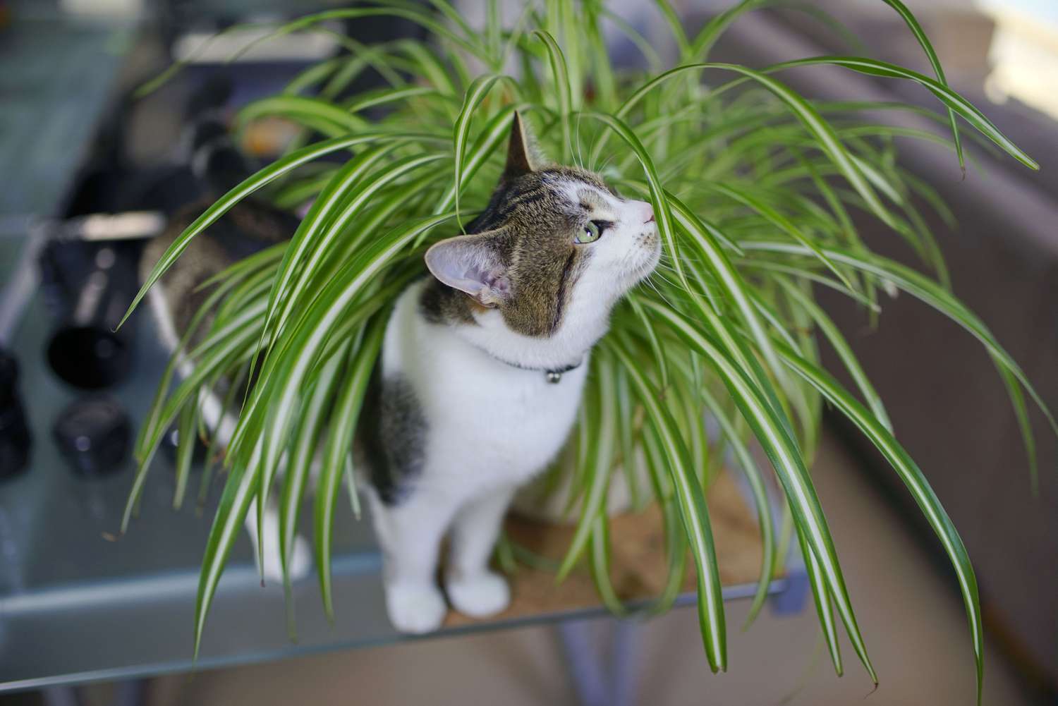 15 Pet-Nice Houseplants to Undertake Into Your Residence