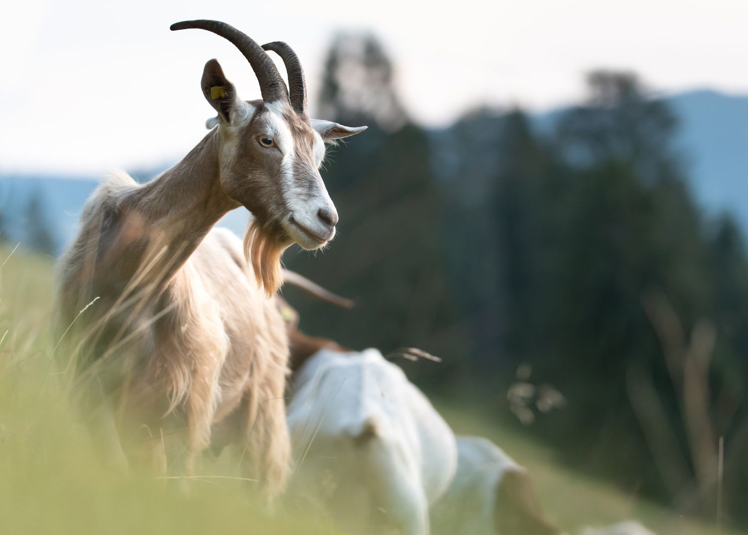 The Benefits of Elevating Goats on a Small Farm