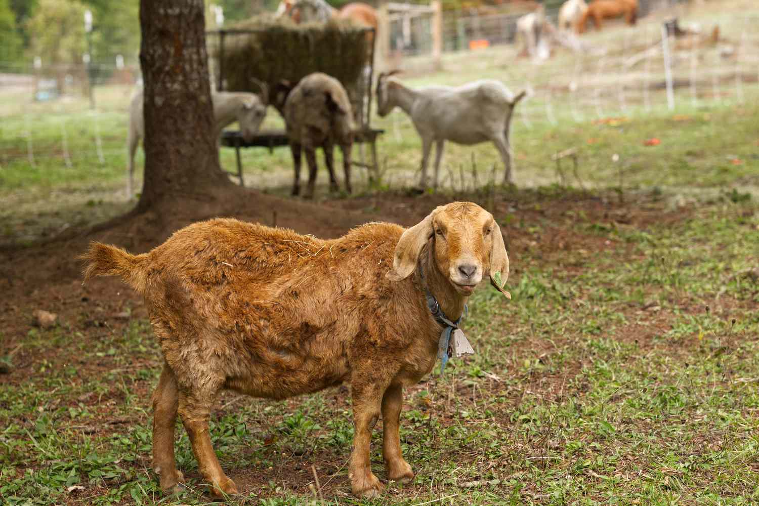 Strategies to Feed and Tend Goats on Small Farms