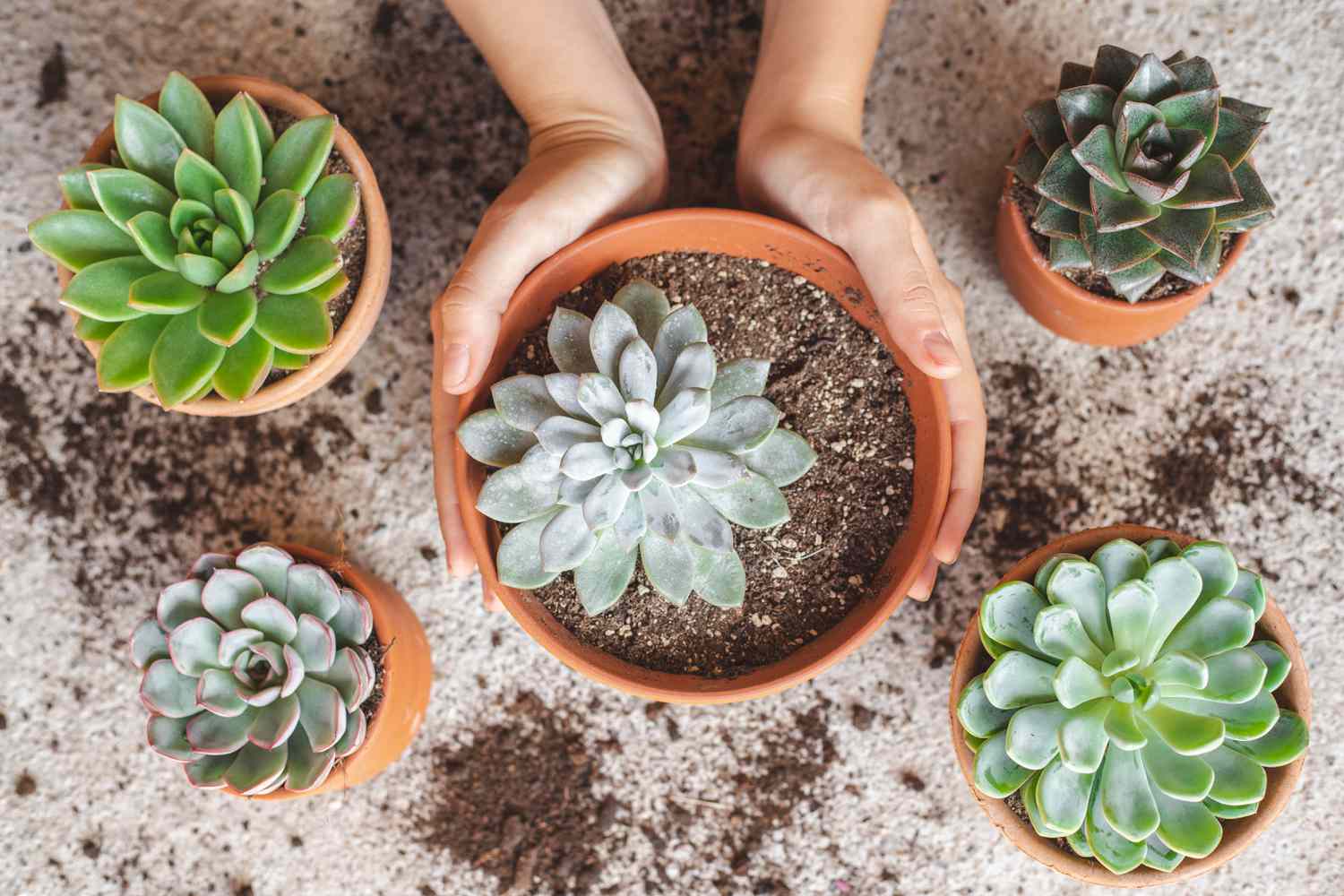 The Biggest Soil for Succulents: Nutritional vitamins, Drainage, and Texture