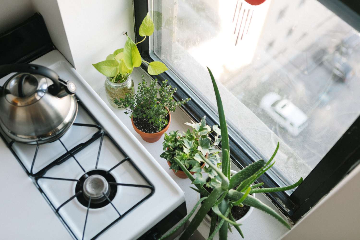 14 Window Vegetation to Brighten Your Views