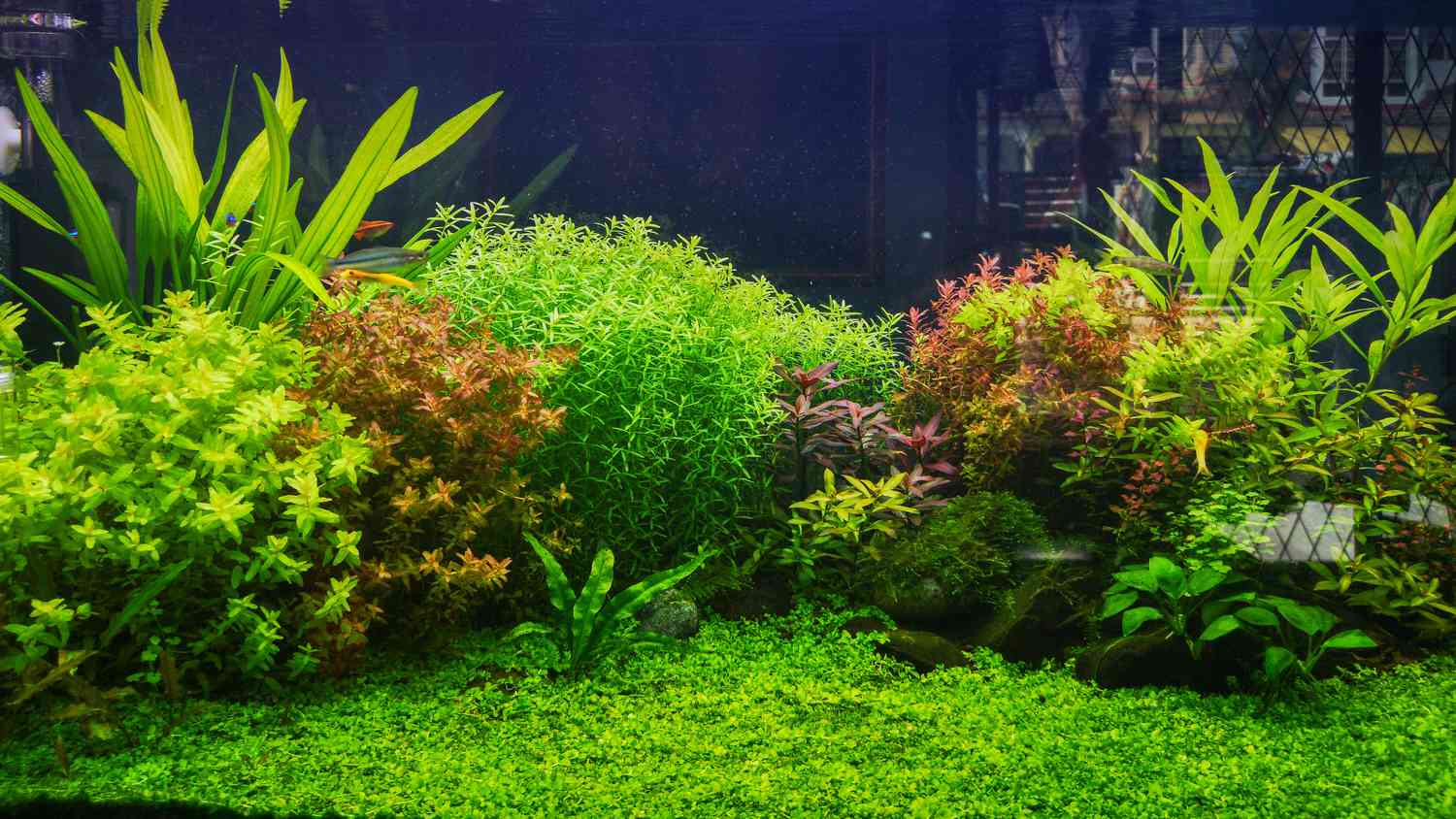 18 Keep Aquarium Crops You and Your Fish Will Love