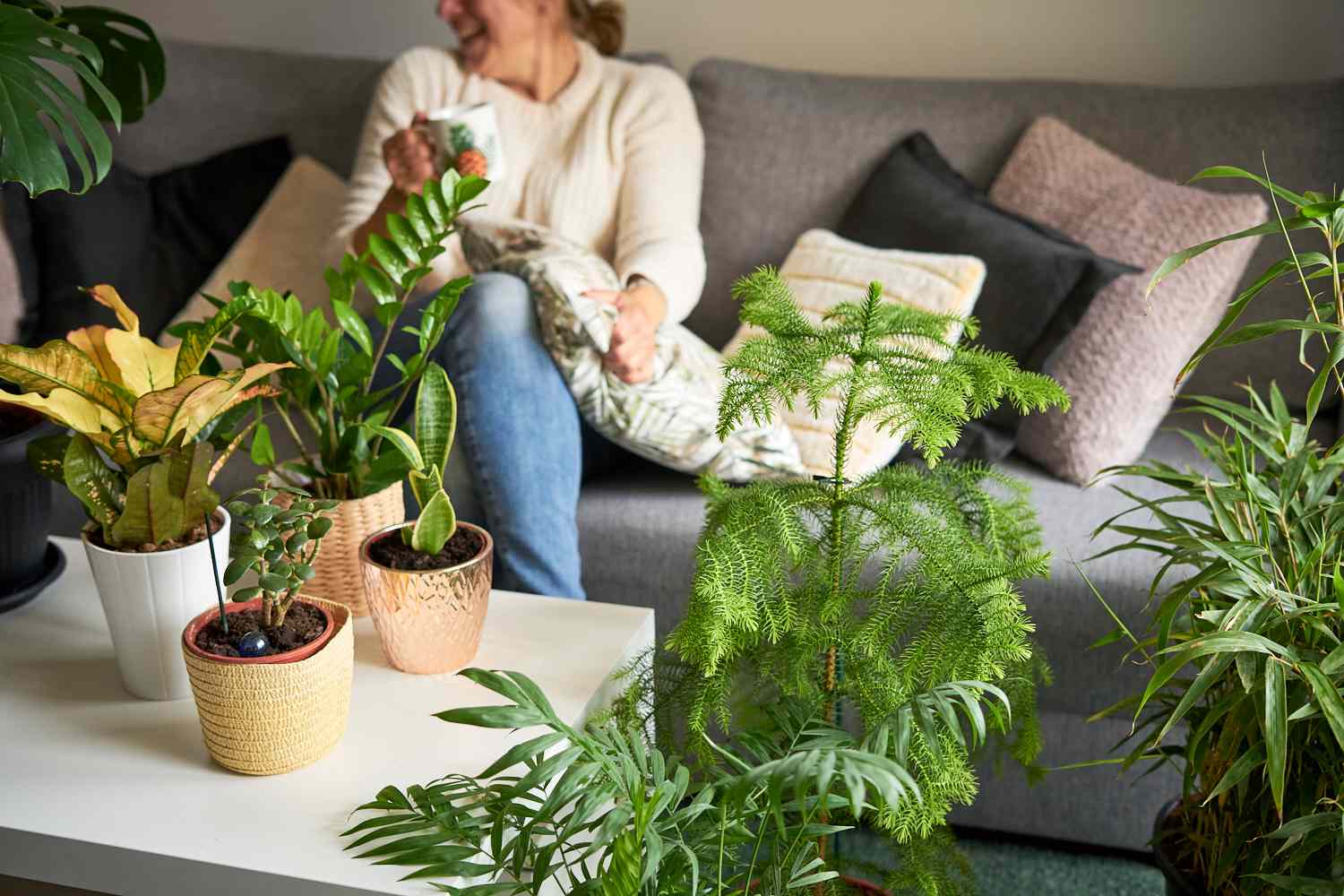 12 Big Indoor Vegetation to Make a Inexperienced Assertion