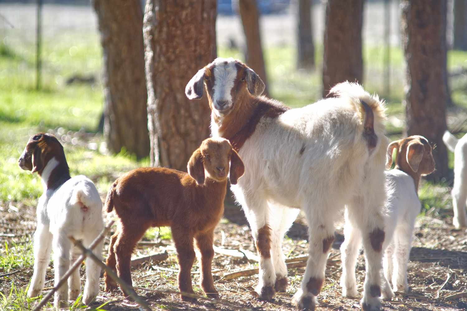 How one can Elevate and Take care of Little one Goats